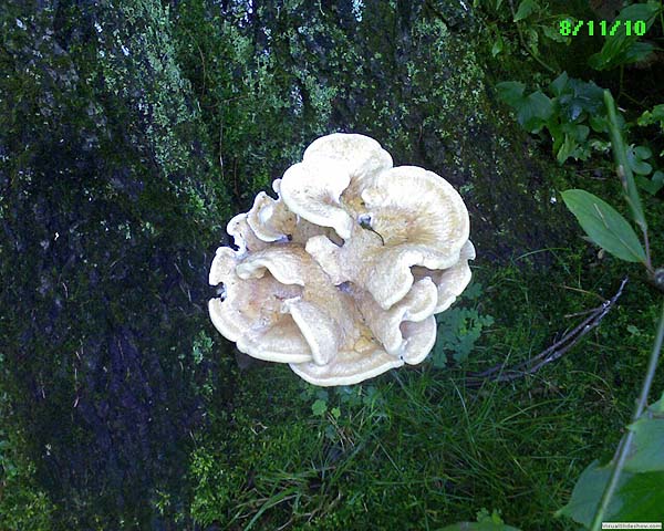 B berkeleyi.  A fungus amongus