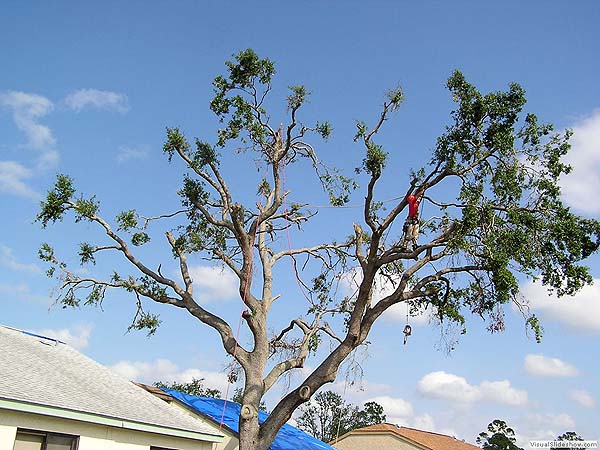 Hurricane Damaged Florida Live Oak 