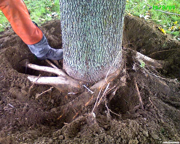 Stem Girdling Roots.<br/>Strangulation is inevitable