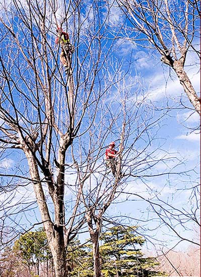 Pecan Restoration in North Carolina
