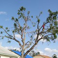 Hurricane Damaged Florida Live Oak 