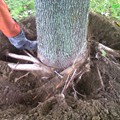Stem Girdling Roots.<br/>Strangulation is inevitable