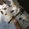 Birch Borer Galleries and Exit Holes<br/>