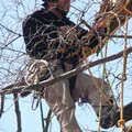 Spring Pruning On The Potomac!