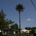 Vermont Palm Tree!