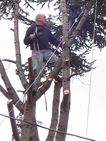Tree Service Tree Care Tree Removal Tree Pruning : We're Growing