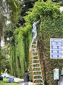 Tree Service Tree Care Tree Removal Tree Pruning : We're Growing