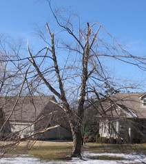 Tree Trimming Storm Damage