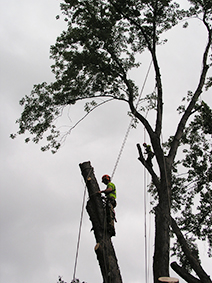 Trees Vermont Tree Removal