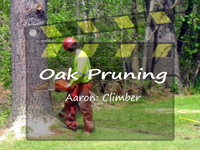 Oak Tree Trimming