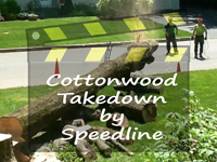 Cottonwood Tree Removal