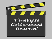 Cottonwood Tree Removal Time Lapse