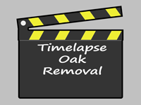 Oak Tree Removal Time Lapse