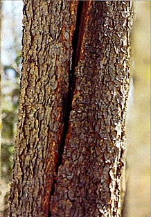 Tree Removal:  Cracks