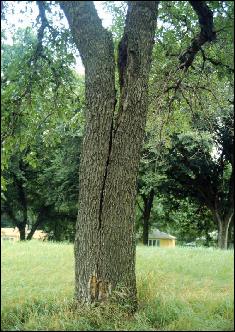 Tree Removal: Splits