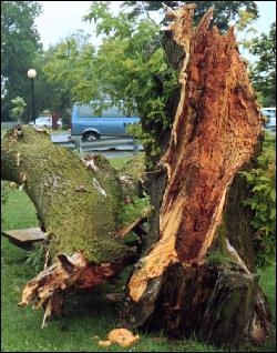 Tree Service: Trunk Decay
