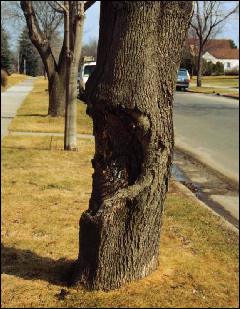 Tree Removal: Canker Infections
