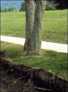 Tree Removal: Root Damage