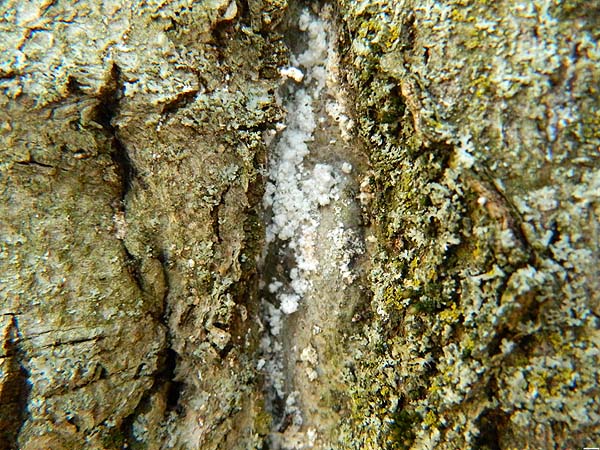 Beech Bark Scale