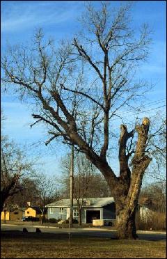 Tree Trimming: Poor Structure
